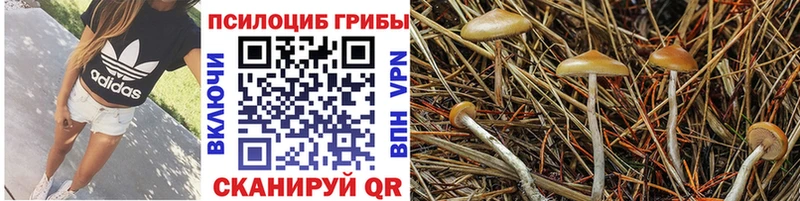 Псилоцибиновые грибы мицелий  Купить где  Новомичуринск 